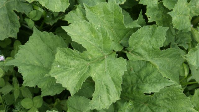 Heracleum sphondylium (Apiaceae)